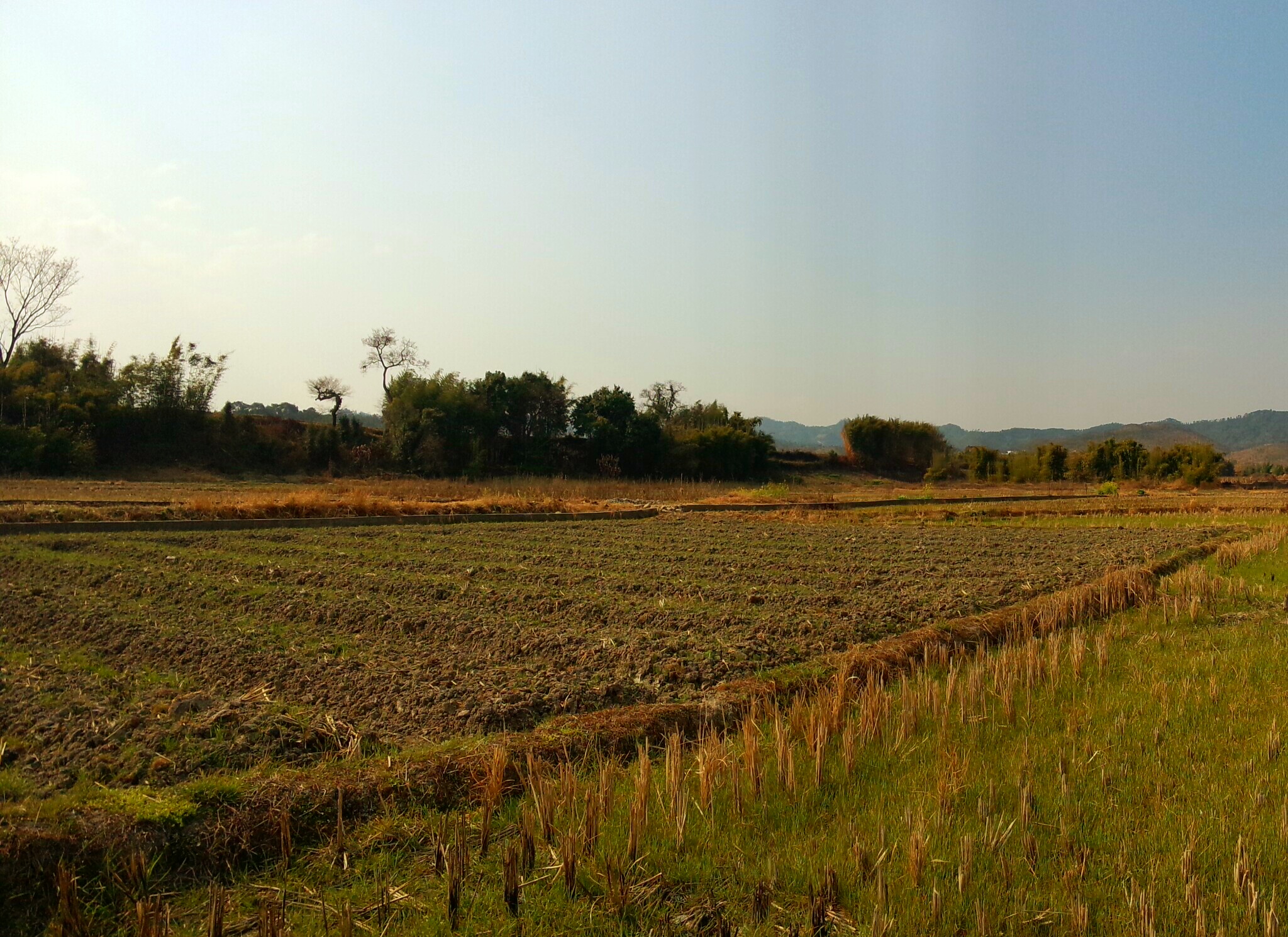 田野