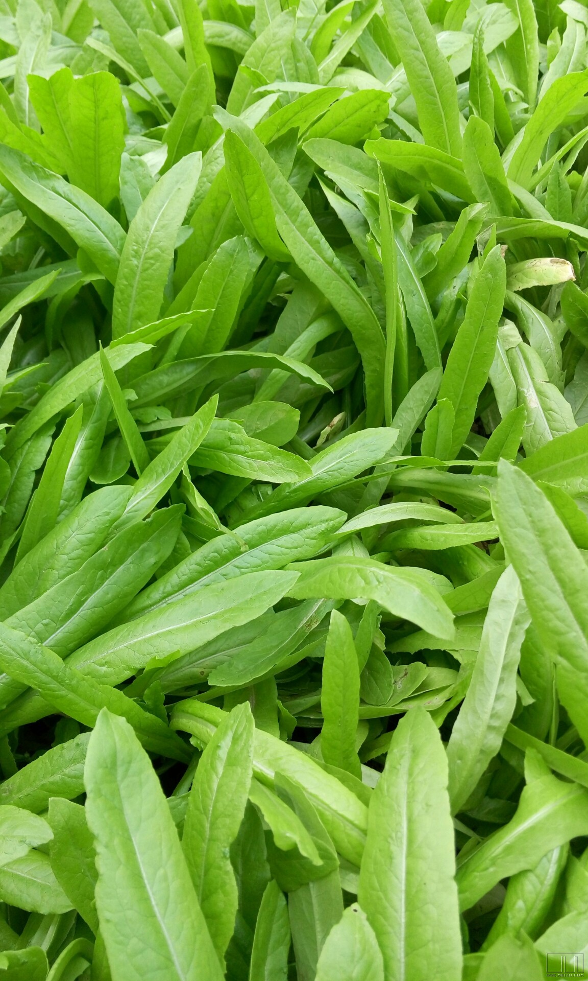 晓vs龙五的广播 魅族社区