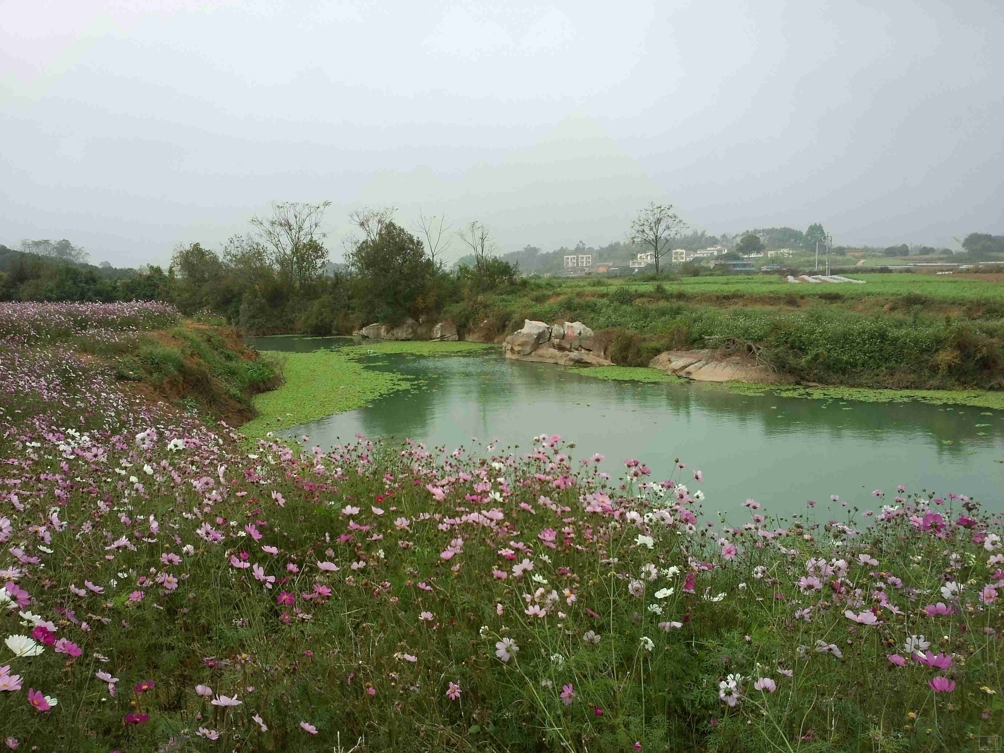 有花有水.jpg
