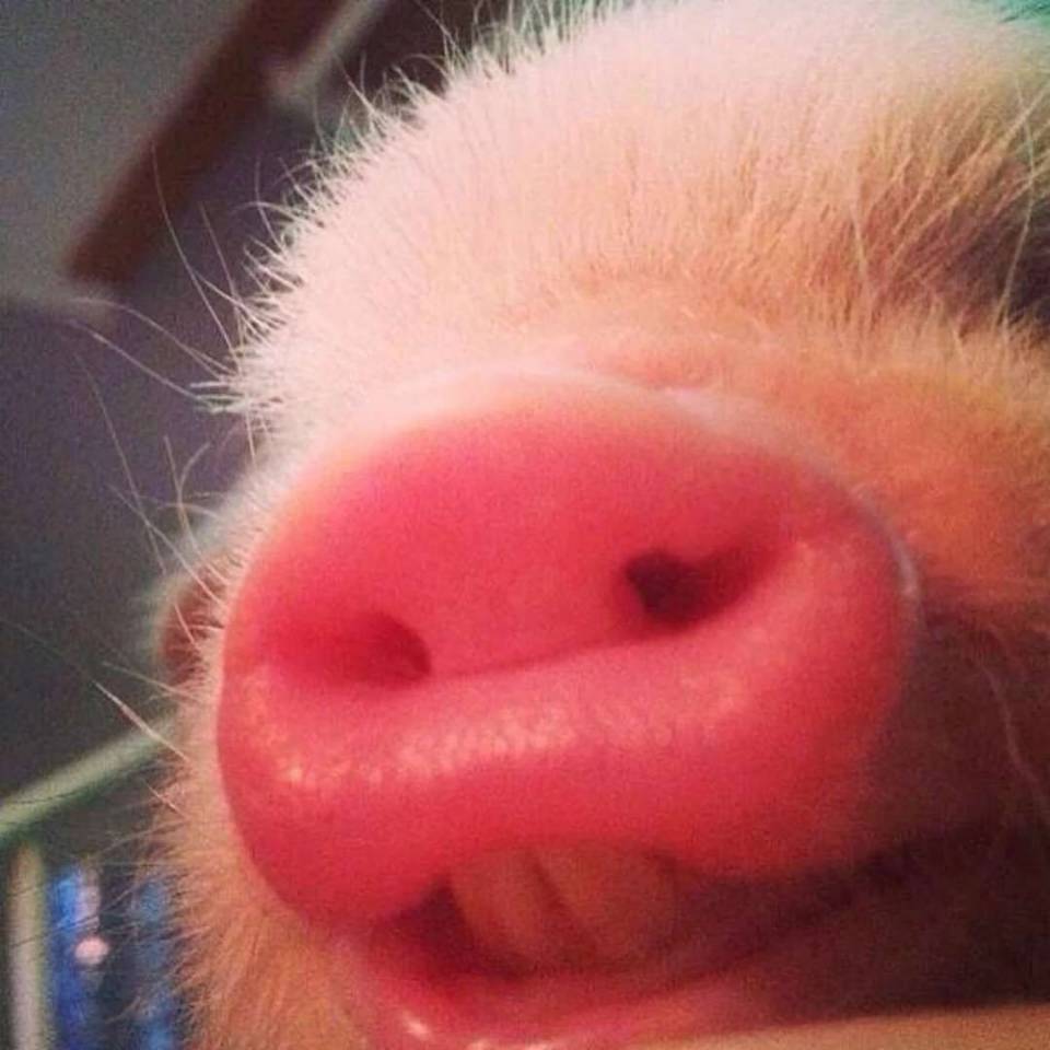 真是够了,天天搞新功能,搞什么元气,怕你把老魅友惹急了都跑了,那你