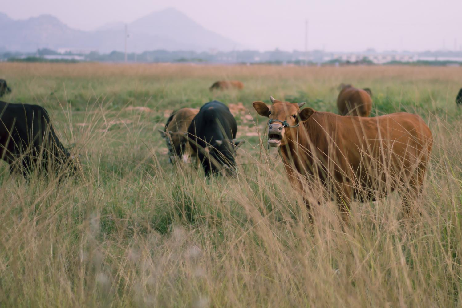 平凡青年平凡图