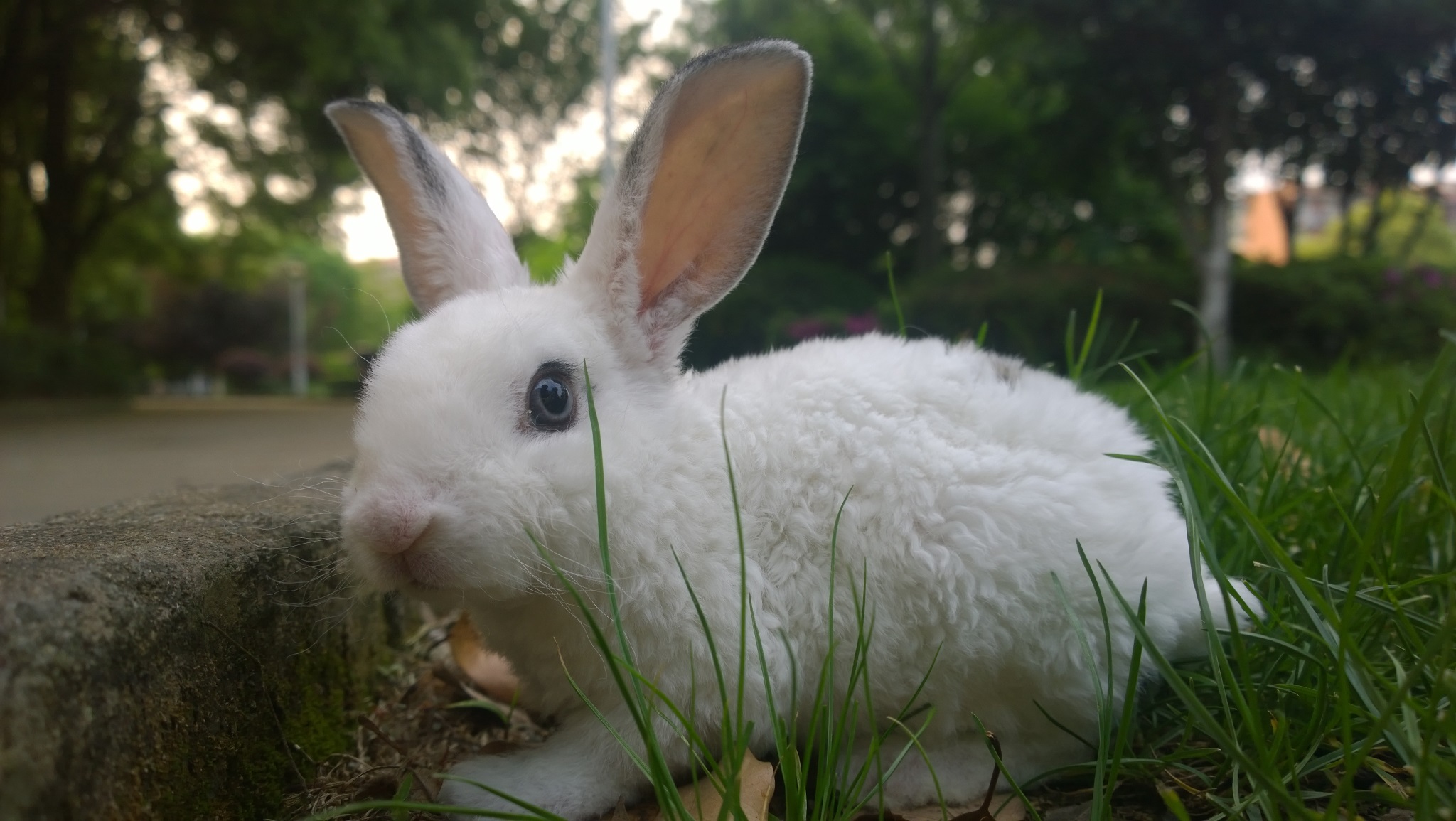 【小清新】兔爷驾到