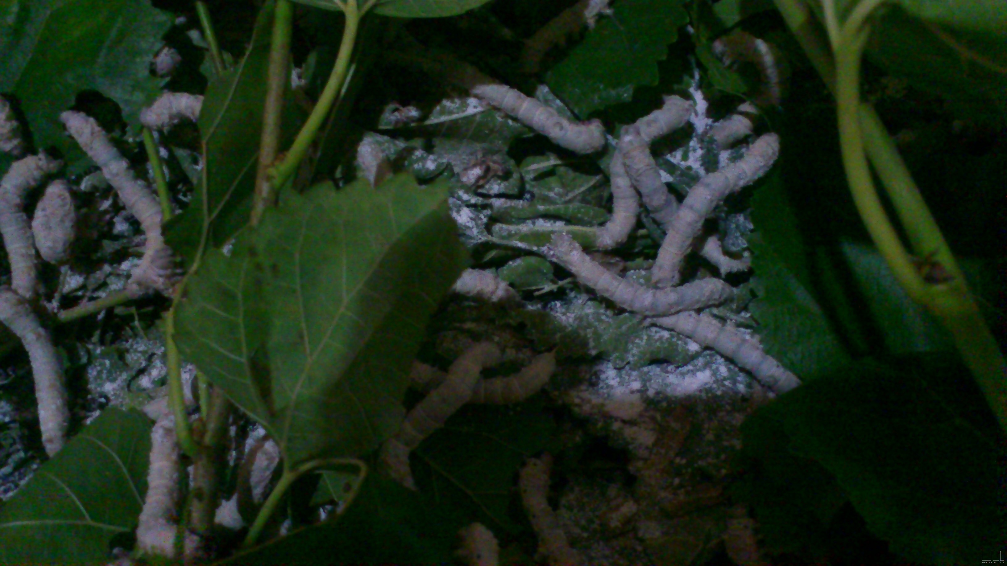 回家养虫子一个星期了  下来还是没有mx4 转播               回复