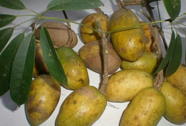 求教:这个东西书名(学名叫什么?