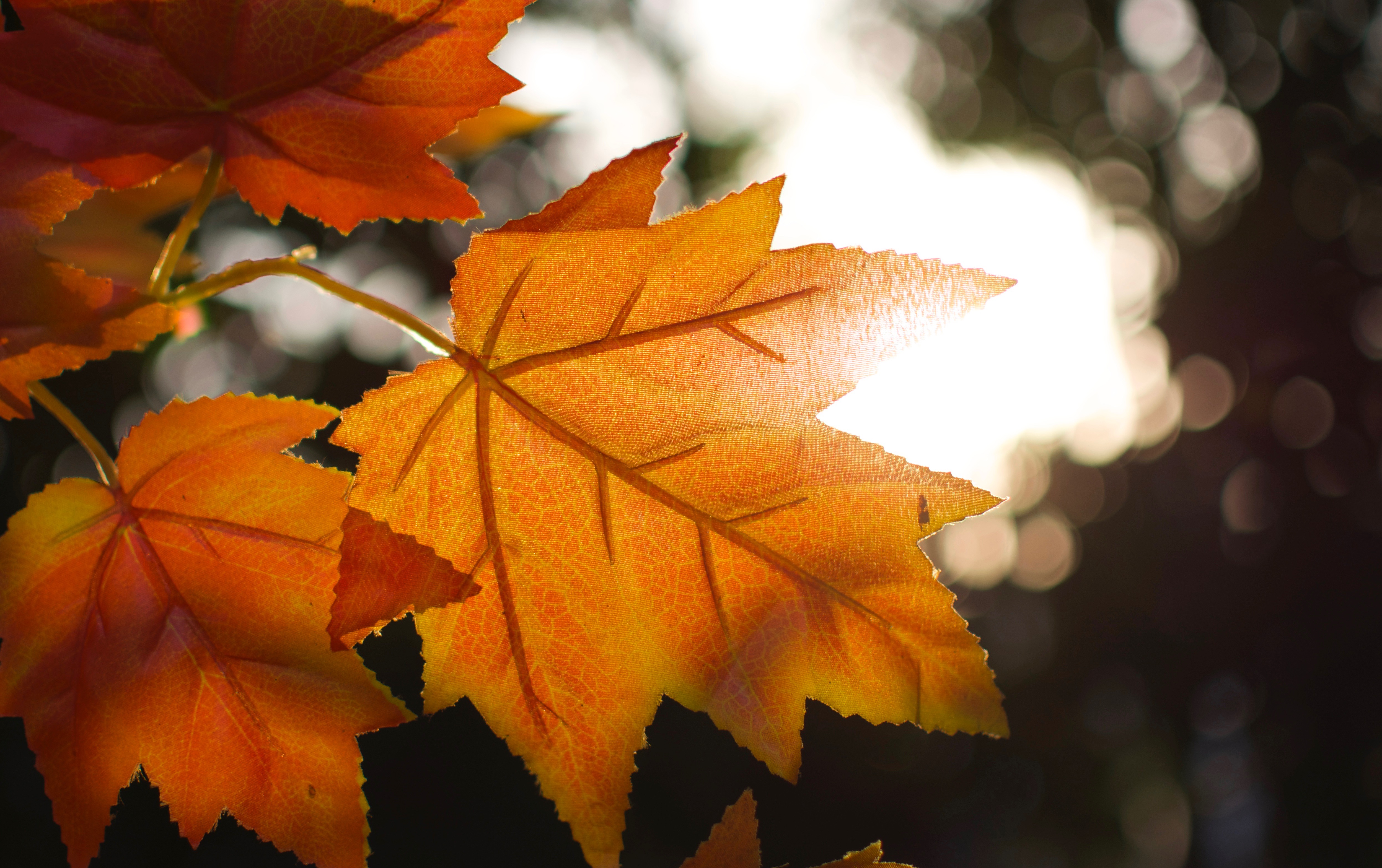 「秋色宜人」秋季摄影大赛获奖作品-摄影天地-魅族社区
