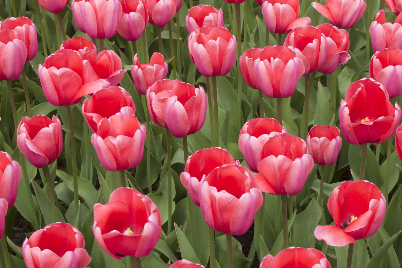 郁金香开-摄影天地-魅族社区