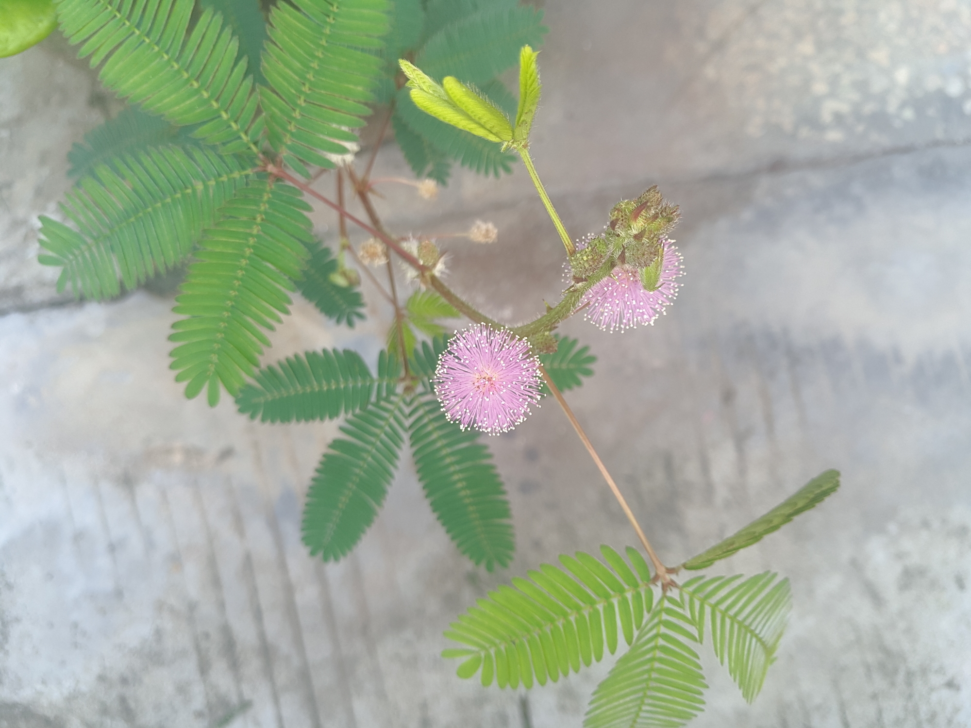 「摄宠而骄」 02含羞草开花.-摄影天地-魅族社区