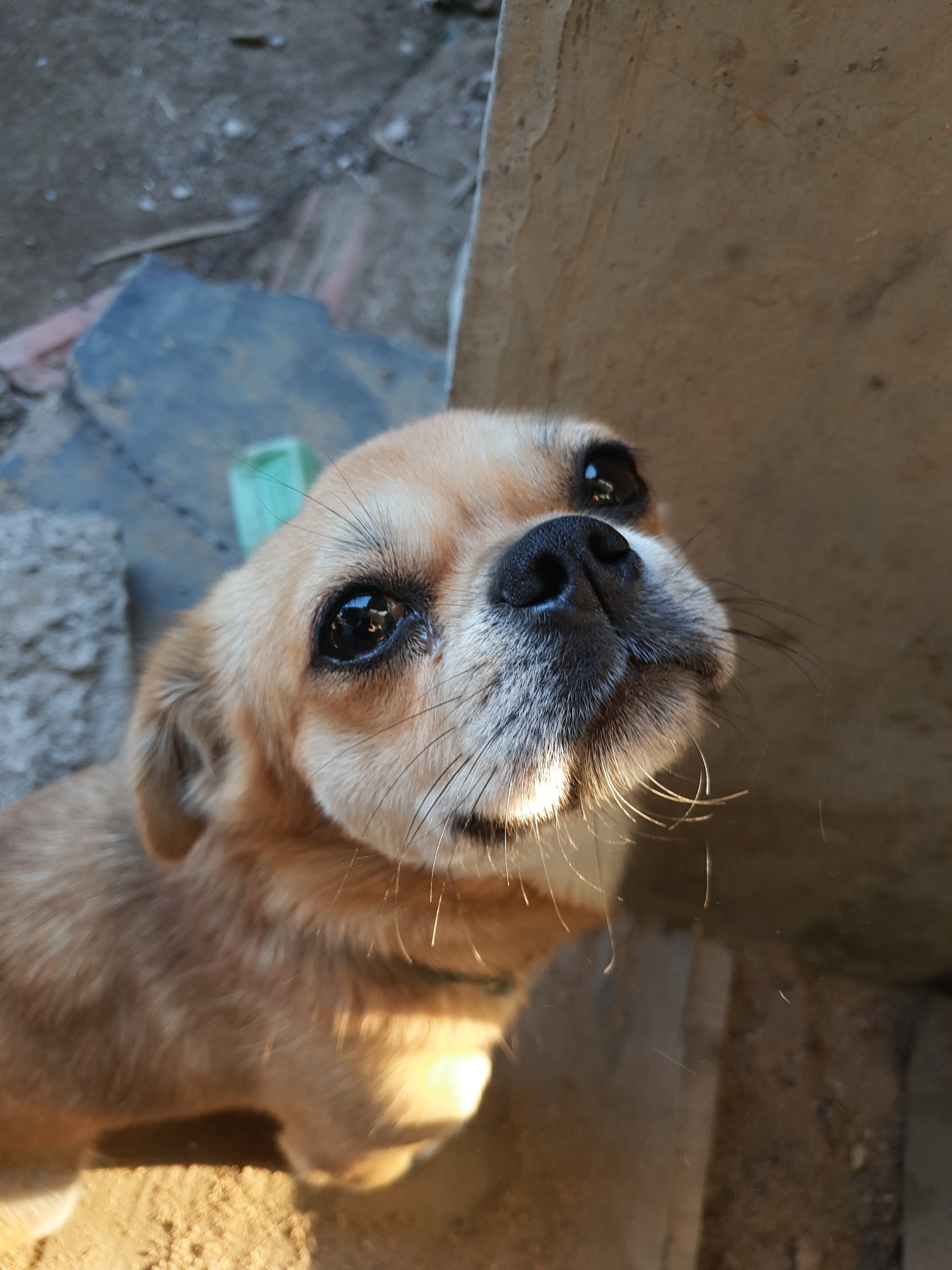 「摄宠而骄」傲娇的狗子-摄影天地-魅族社区
