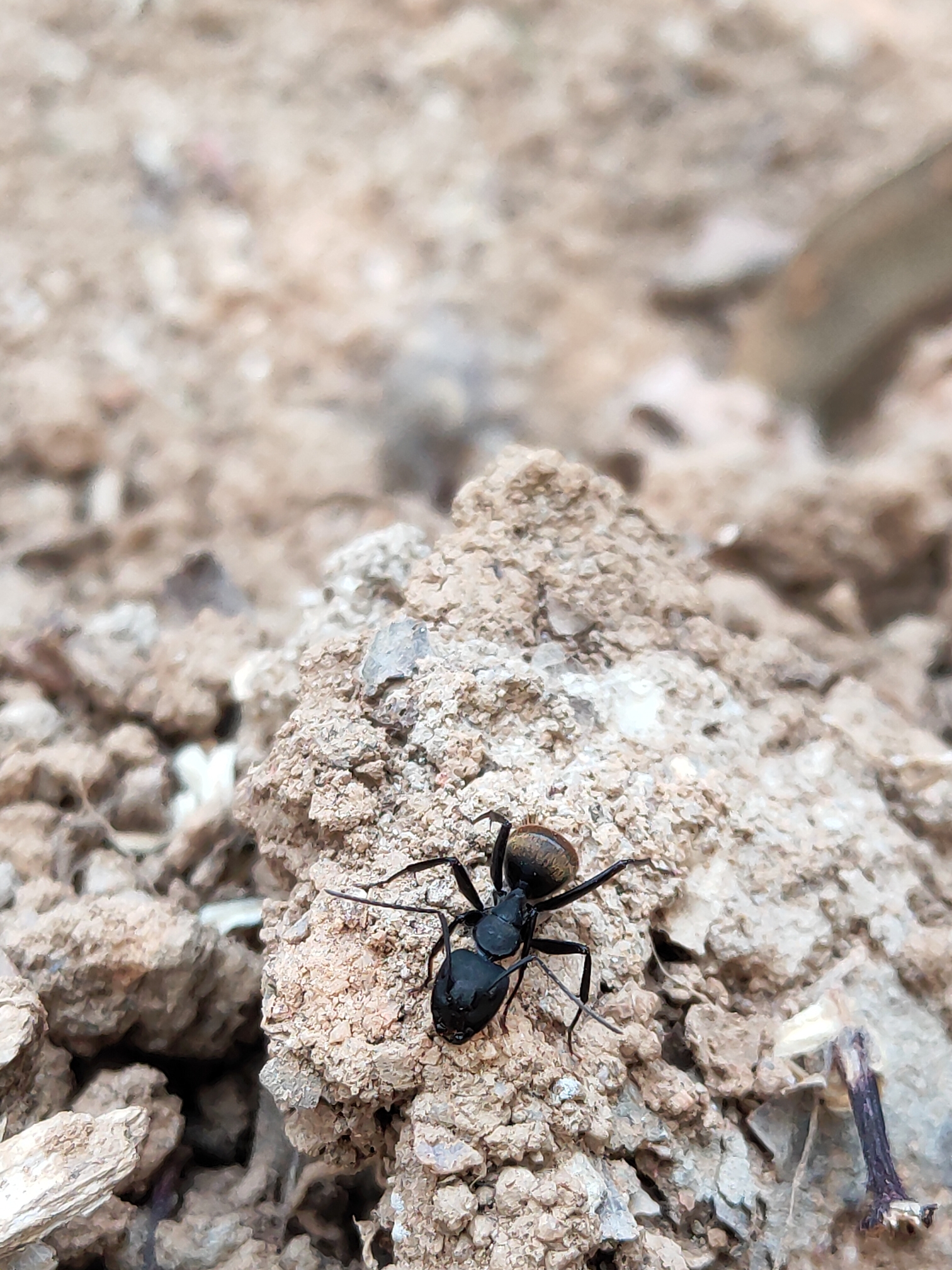 班章,普洱茶之王,出差来这边,竟然来拍蚂蚁😂微距还不是很会.