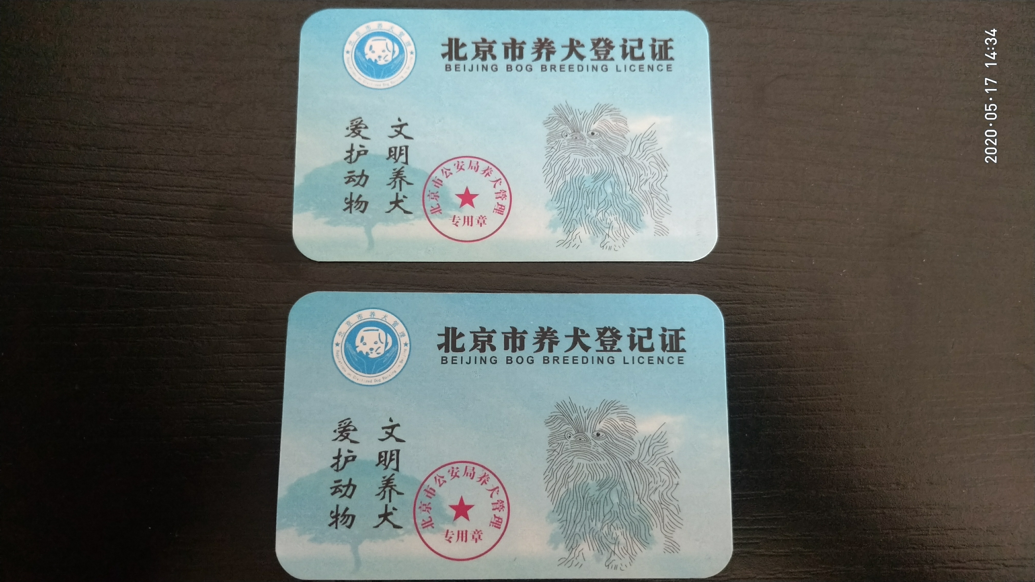 小黑也是有证的狗了